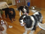 Cavalier Spaniel Meetup Group